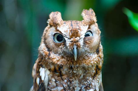 128 Of The Angriest Animals Ever That You Wouldnt Want To Meet In Your