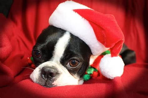 77 Boston Terrier Christmas Images Pic Bleumoonproductions