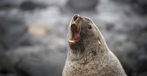 Strange But True Seals Found Sexually Assaulting Penguins Cbs News