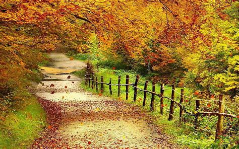 1284x2778px Free Download Hd Wallpaper Beautiful Autumn Scenery