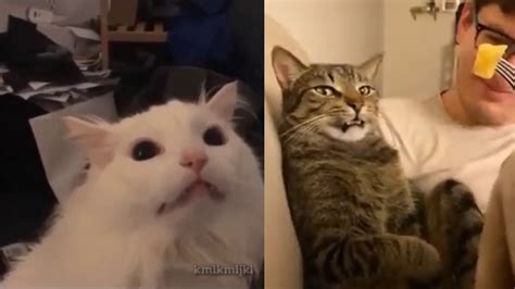 Best Dank Cat Memes Compilation Of 2020 Part 8 From Tiktok Youtube