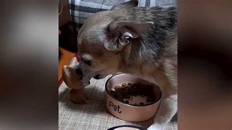 Un Perro Se Enojó Con Un Juguete Mientras Comía Y El Video Se Volvió