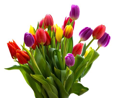 Tulip Bouquet Nature · Free Photo On Pixabay
