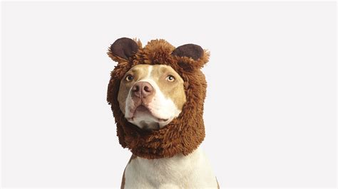 Download Wallpaper 1920x1080 Funny Animals Dog Hat Full Hd Background