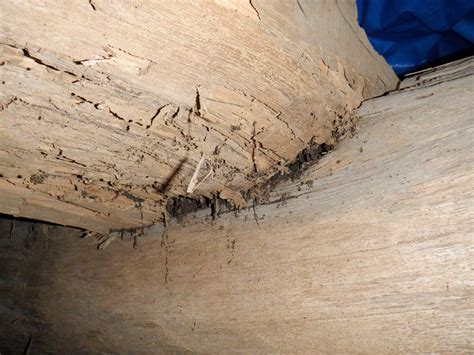 白蟻被害と床修理工事 株式会社天峰建設