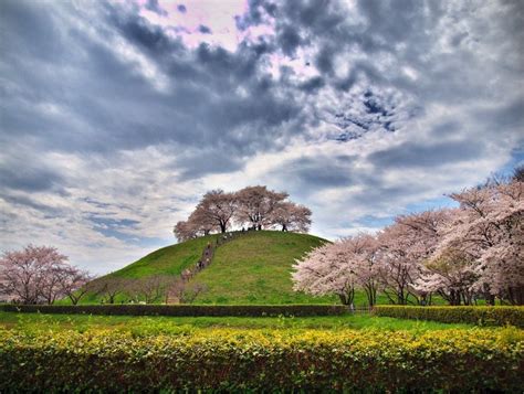 Cherry Blossom Hill Japan Cherry Blossom Japan Landscaping On A