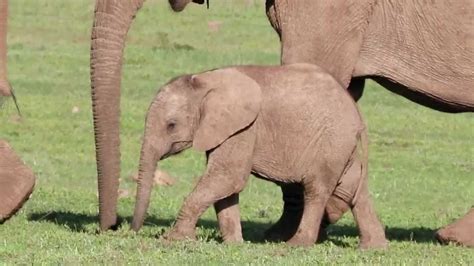 Musical Animals Funny Elephants Learn Baby Sounds