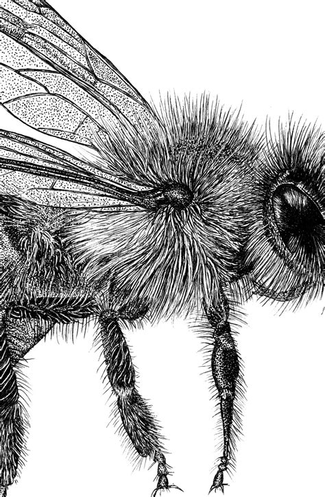 Honey Bee Art Print Realistic Bee Pen Drawing Garden Etsy