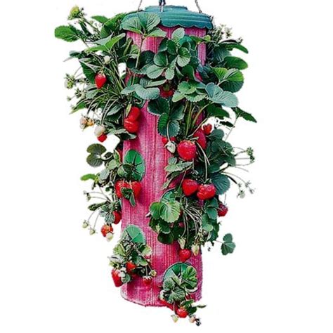 Strawberry Upside Down Hanging Planter System Strawberry Plants