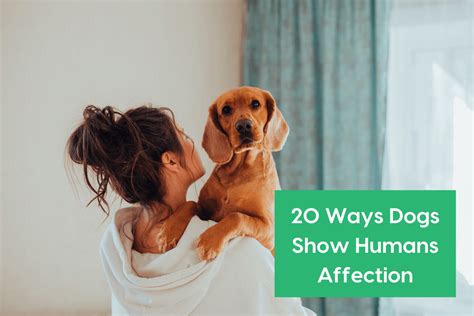 How Do Dogs Show Affection 20 Ways Dogs Show Love To Humans Pupford