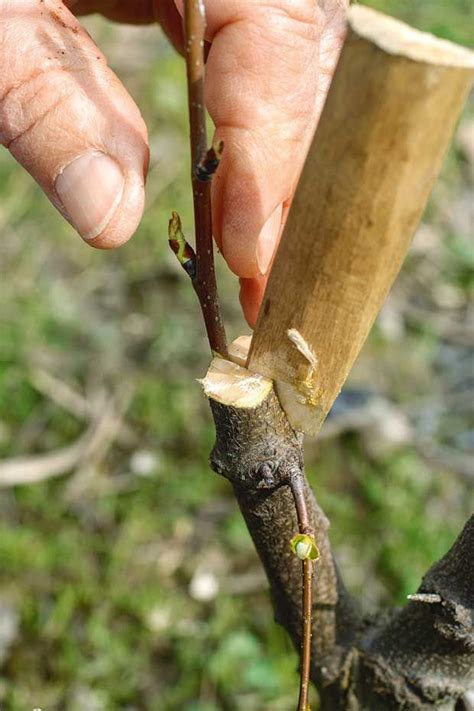 A Step By Step Guide To Grafting Fruit Trees Grafting Fruit Trees