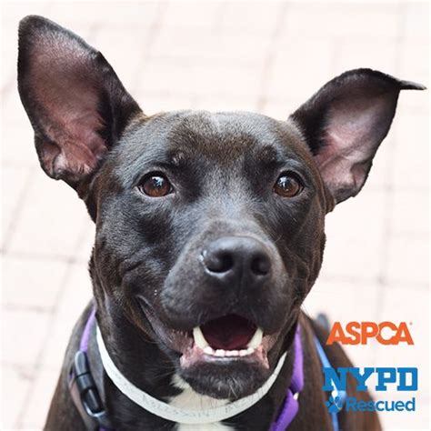 Pet adoption statistics and facts below can help you learn about the state of the animals we like to take on as companions. Adoptable Dogs | ASPCA