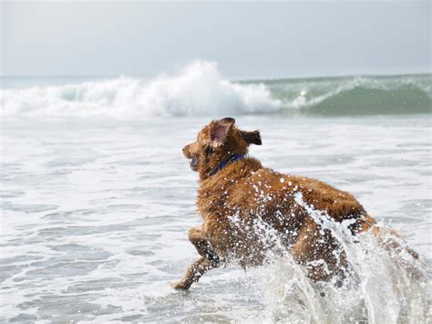 8 Best Dog Friendly Beaches In America Photos Condé Nast Traveler
