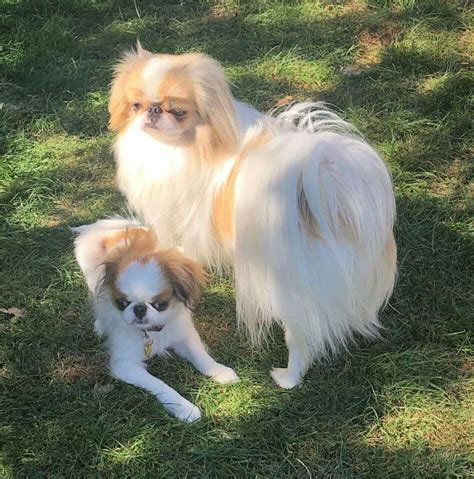 Pin By C Corbett On Chins Japanese Chin Dog Japanese