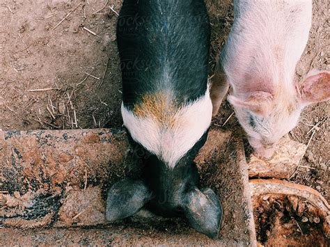 Baby Pigs And Hogs On A Rural Farm By Stocksy Contributor Greg