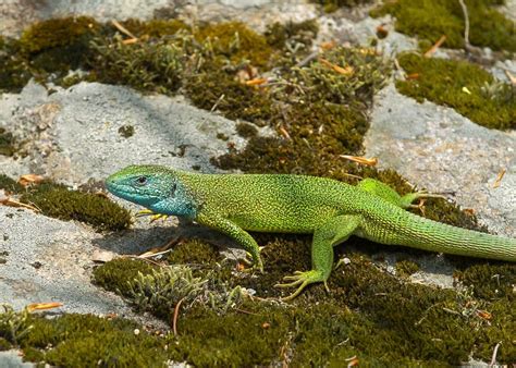 Lacerta Viridis European Green Lizard Stock Photo Image Of Macro