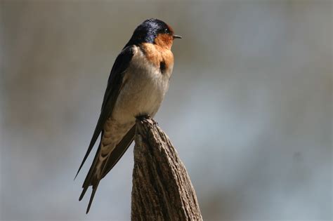 Pictures Of Swallow Birds Gay And Sex