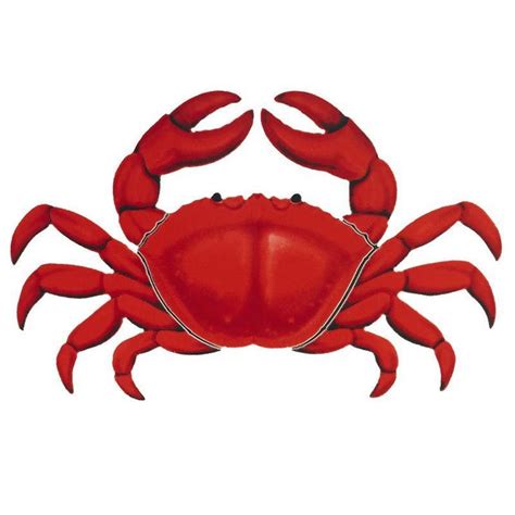 Pin On Crab Images