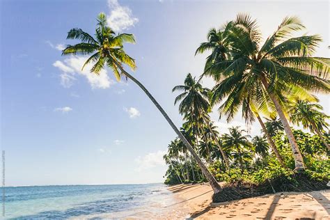 Palm Trees And Beach In Tropical Island By Stocksy Contributor Alejandro Moreno De Carlos