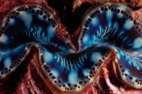 Giant Clams The Oceans Magnum Opus Giant Clam Beautiful Sea