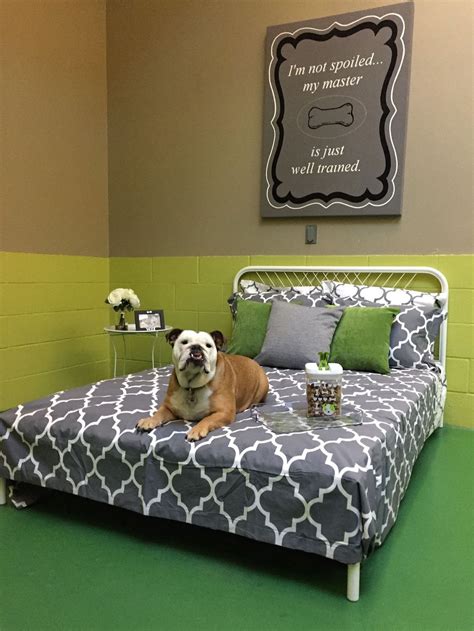 10 Best Dog Boarding Locations In The United States Luxury Pet Hotels