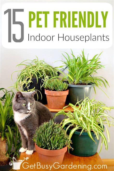 Even though it's easier than ever to buy plants online, keeping them alive is still a challenge. 15 Indoor Plants That Are Safe For Cats And Dogs | Plants ...