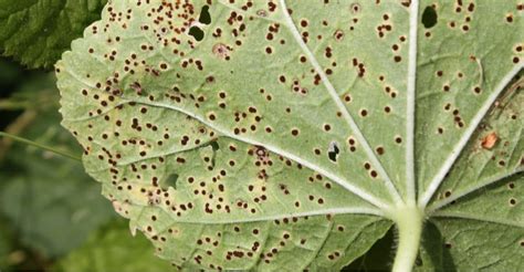 Hollyhock Diseases And How To Treat Them Uk