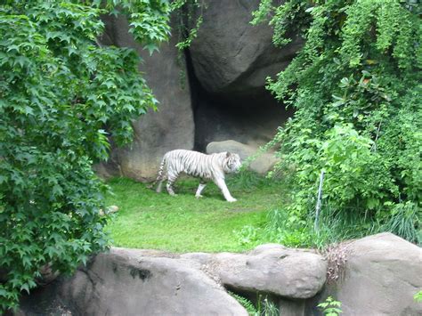 Cincinnati Zoo 2003 White Tiger Zoochat