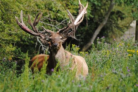 Deer Velvet Shedding Why It Happens What Its Like World Deer