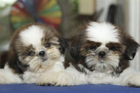 Shih Tzu Puppies For Sale Adoption From Manila Metropolitan Area