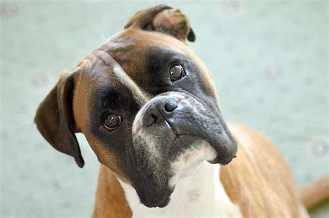 Comment Appeler Le Chien De Franklin - Tremblements du chien : Head Bobbing chez les chiens Boxer, un syndrome