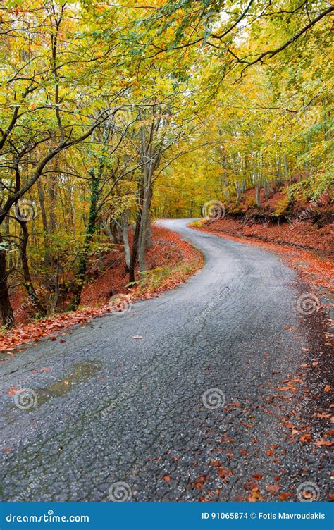 Asphalt Autumn Road Stock Photo Image Of Idyllic Flora 91065874