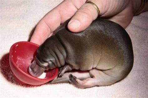 This Looks Like A Baby Hippo At First But Its A Platypus Definitely