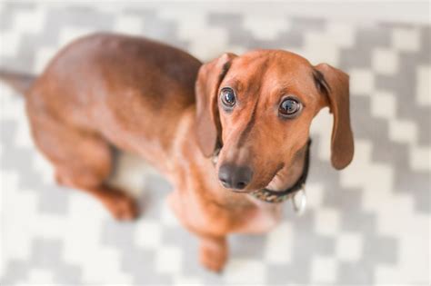 5 Best Dog Foods For Dachshunds Research Driven
