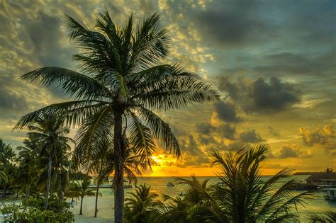 Coconut Tree Near Ocean Under Sunset Hd Wallpaper Wallpaper Flare
