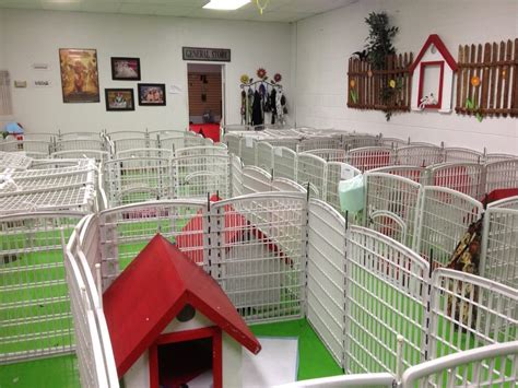 We serve las vegas' pet owners who want the best care for their dogs. Small Town Dog - 18 Photos - Pet Boarding/Pet Sitting ...