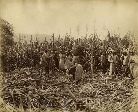 Historical Photos Of Sugar Production In Jamaica From The Late 19th And