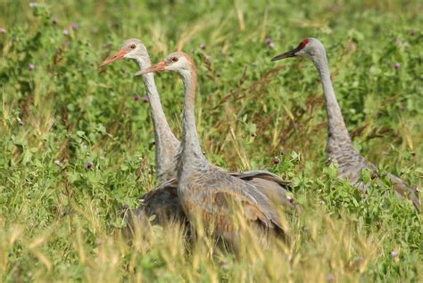 Sandhill Cranes With Two Colts The Fall Migration Is Begin Flickr