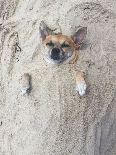 Psbattle Dog Buried In The Sand Rphotoshopbattles