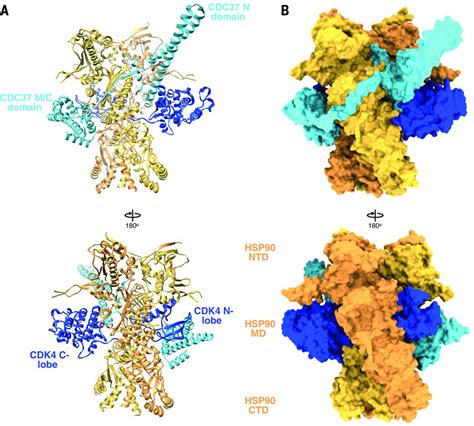 Atomic Structure Of Hsp90 Cdc37 Cdk4 Reveals That Hsp90 Traps And