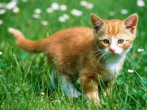 Free Download Wallpapers Cats Wallpapers Of Cat Wallpapers Of Cats
