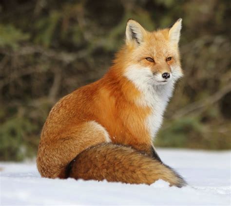156 Best Foxes Images On Pinterest Foxes Wild Animals