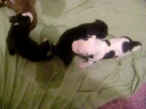 Смотреть 3 week old pitbull pups скачать mp4 360p, mp4 720p. 3 week old pit bull puppies fighting - YouTube