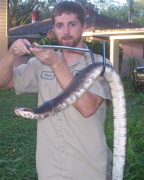 Florida Snake Photograph 002 This Is A Large Cottonmouth Also Known