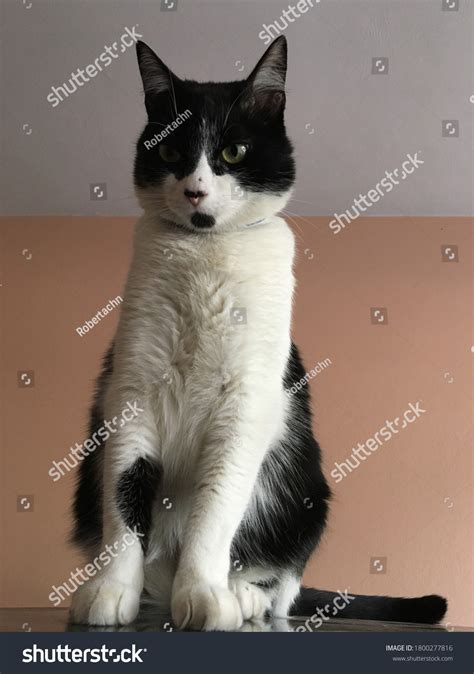 Beautiful Tuxedo Cat Goatee Posing Picture Stock Photo 1800277816