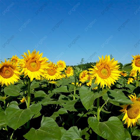 Background Bidang Bunga Matahari Di Latar Belakang Langit Biru Bunga
