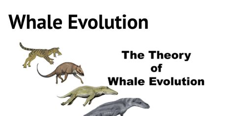 Whale Evolution By Wave28 Infogram
