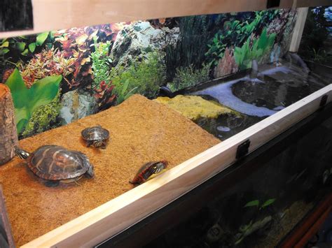 Painted Turtle Enclosures My 55 Gallon Eastern Painted Turtle Set Up