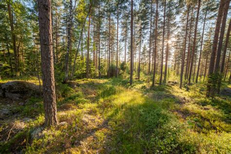 Wald In Der Gemäßigten Zone Fotos Bilder Und Stockfotos Istock