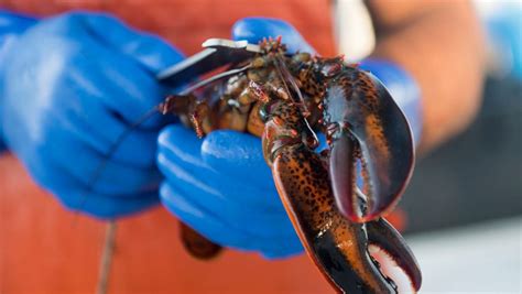 Age Of Lobsters School Of Marine Sciences University Of Maine
